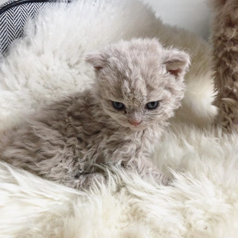 Кошка Селкирк рекс