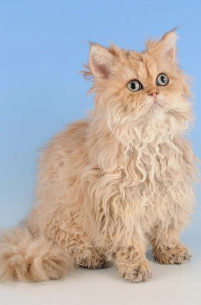 Кот Селкирк рекс