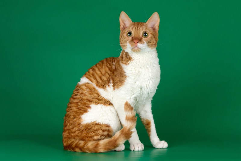 Уральский Корниш рекс