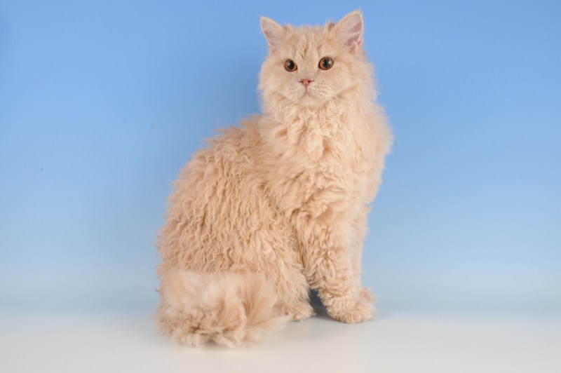 Кот Селкирк рекс