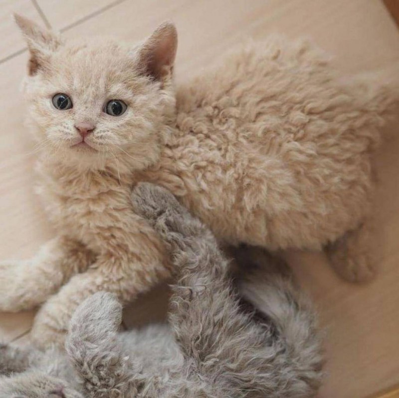 Кошка Селкирк рекс