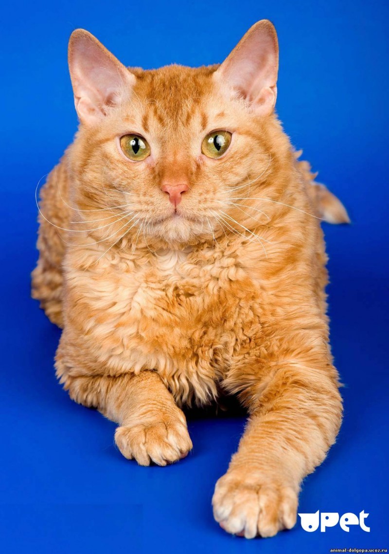 Уральский рекс кошка
