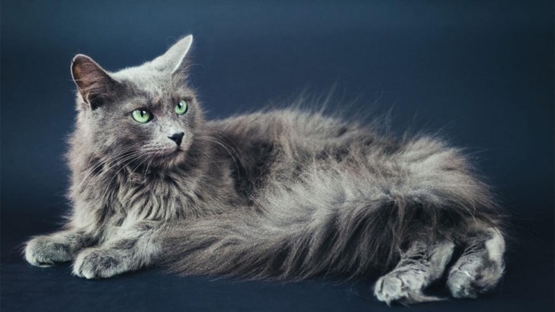 Кот Нибелунг