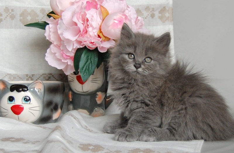 Сибирская короткошерстная кошка серая
