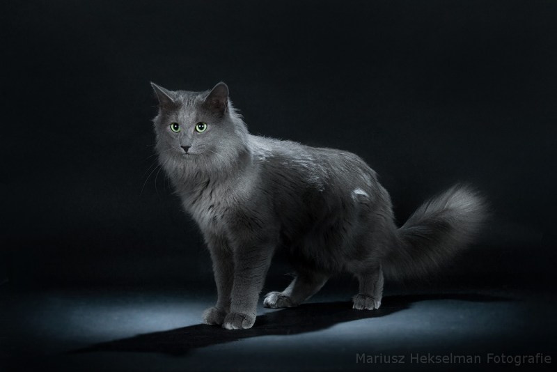 Русская голубая кошка маленькая