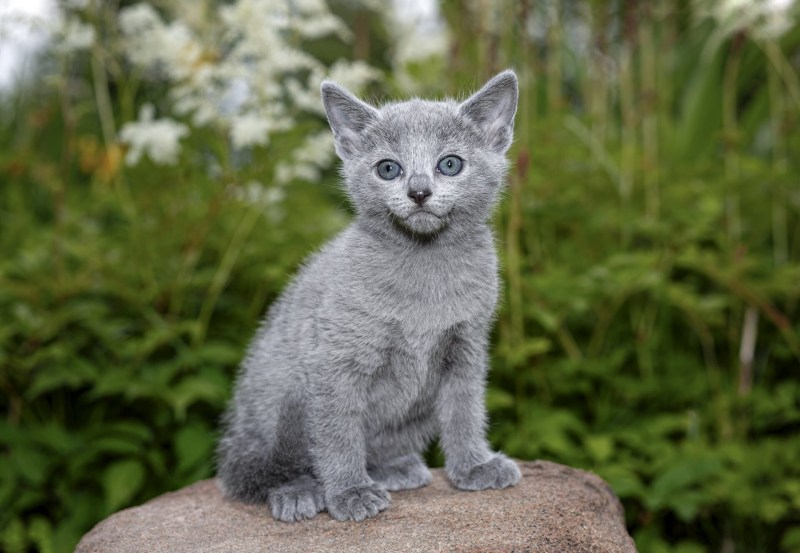 Русская голубая котенок