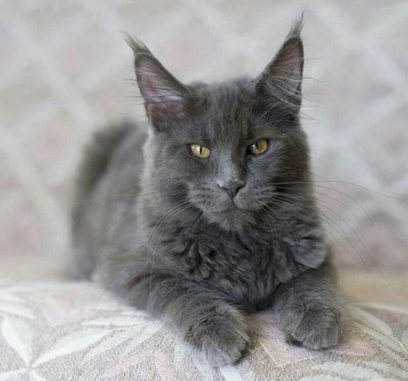 Сибирский Нибелунг котенок