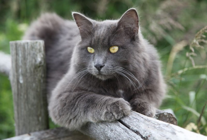 Кот Сибирский Нибелунг