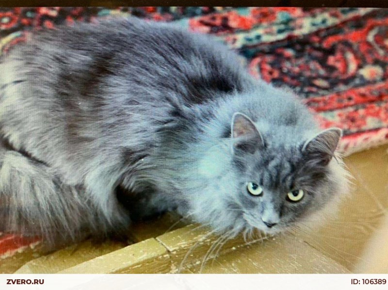 Кот голубой Нибелунг