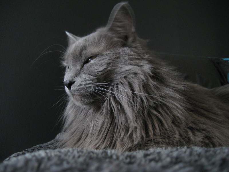 Кот Сибирский Нибелунг