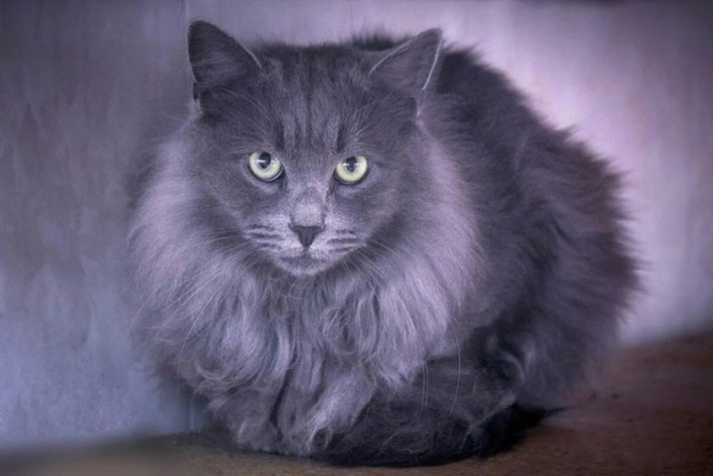 Нибелунг серый котенок