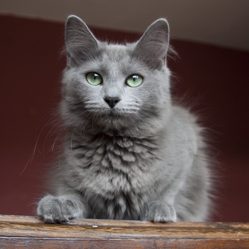 Кот породы Нибелунг