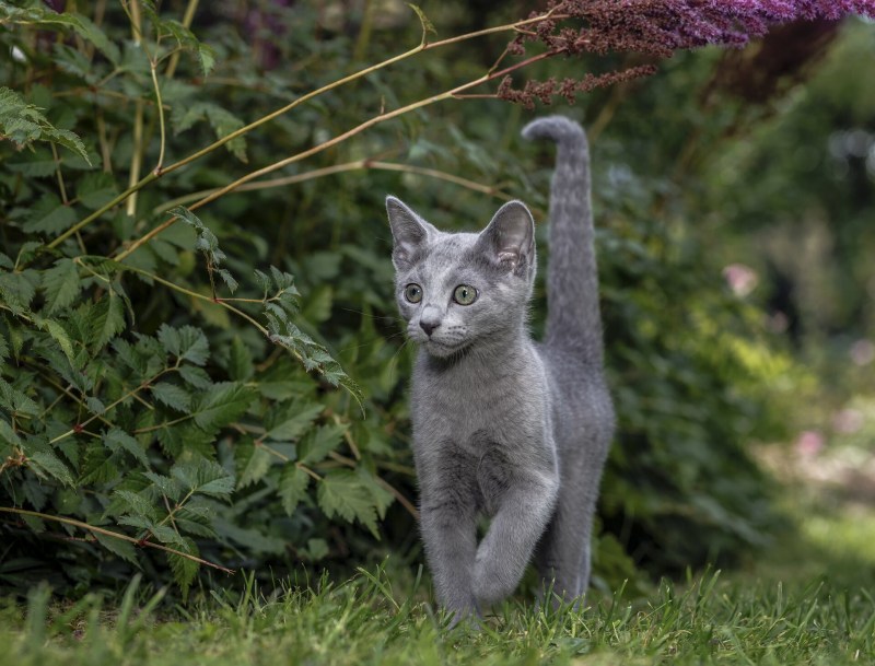 Нибелунг котята метисы