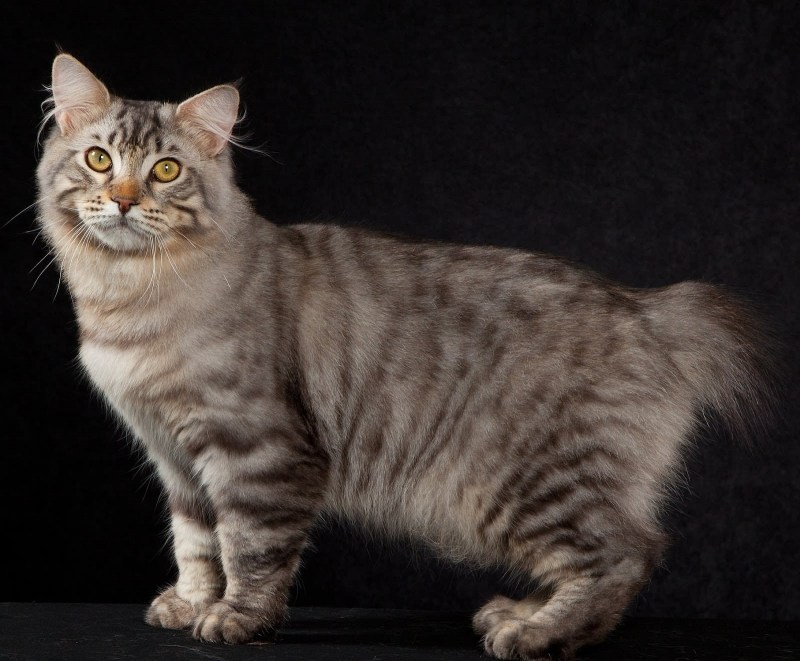 Кимрик кошка