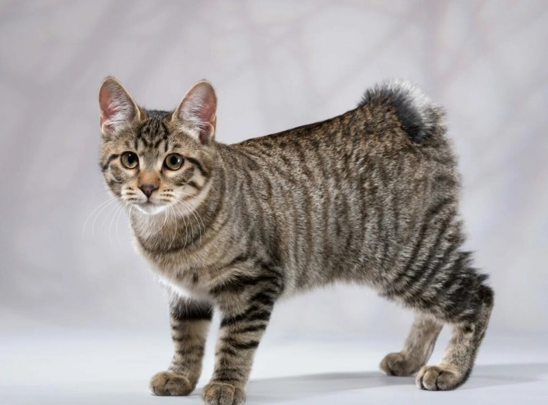 Кот Курильский бобтейл