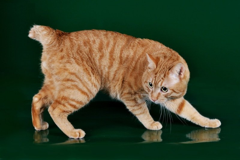 Коты Курильский бобтейл