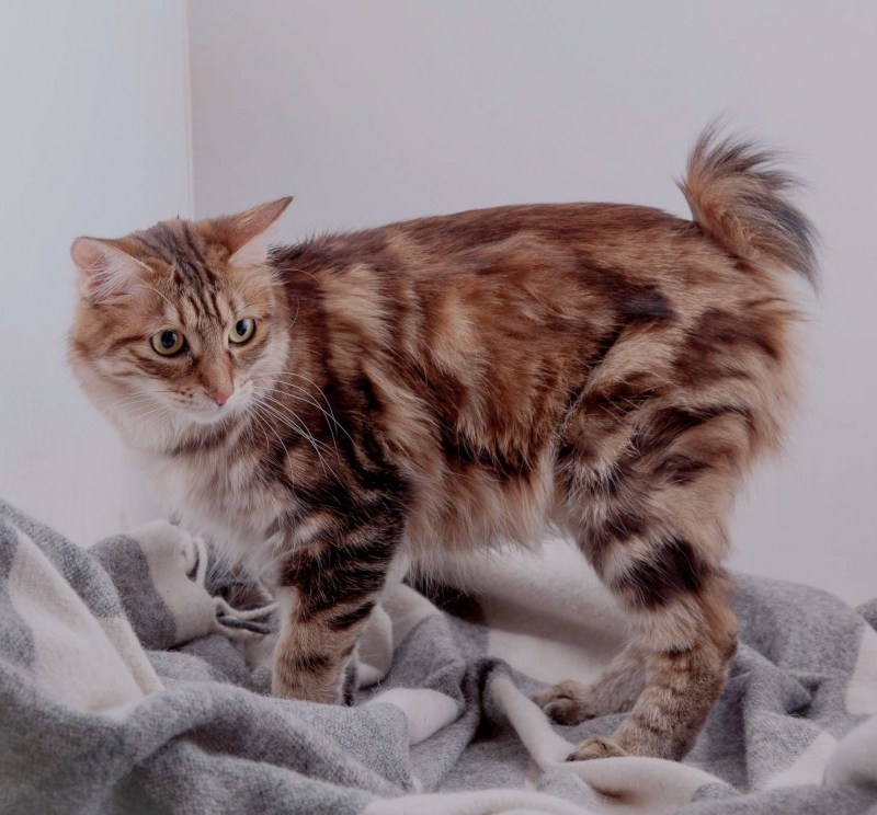 Кот Курильский бобтейл