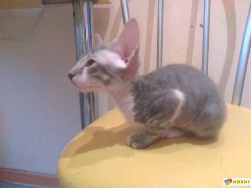 Котята сфинкса с шерстью метис