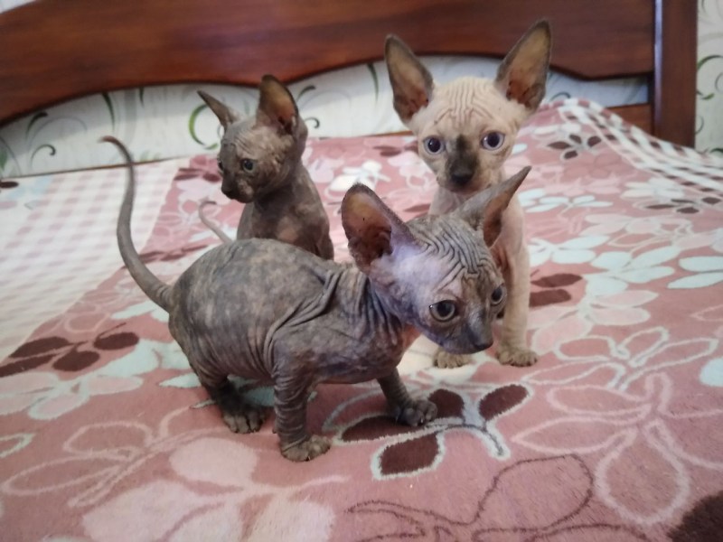 Фото смешанных котят сфинксов с беспородным