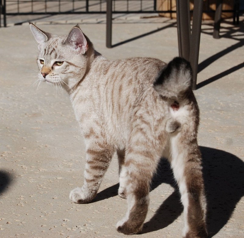 Кот Курильский бобтейл
