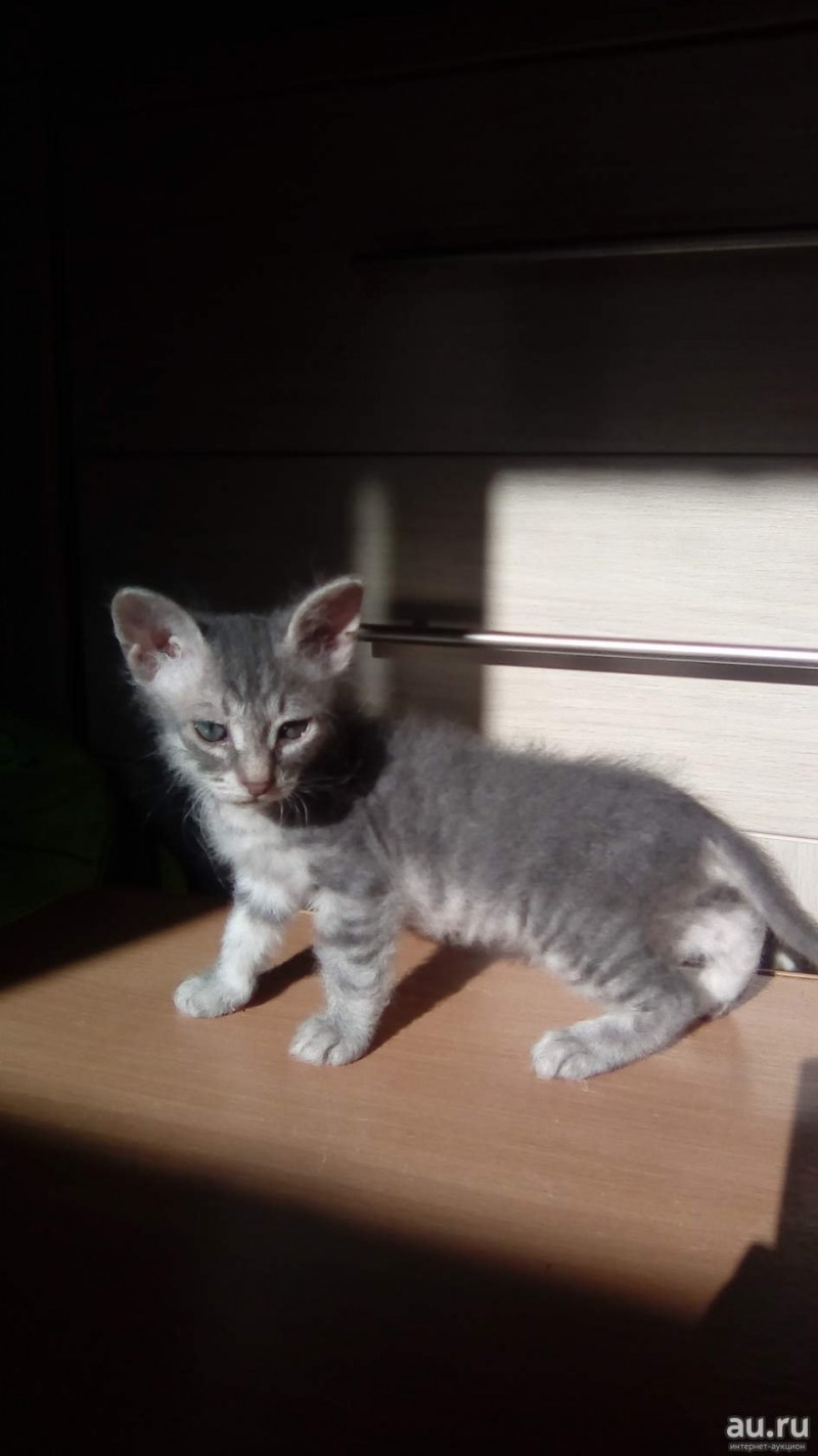 Сибирский кот и сфинкс