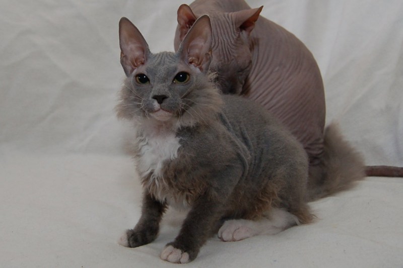 Сфинкс кошка с шерстью браш