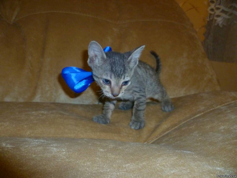 Котенок смесь сфинкса