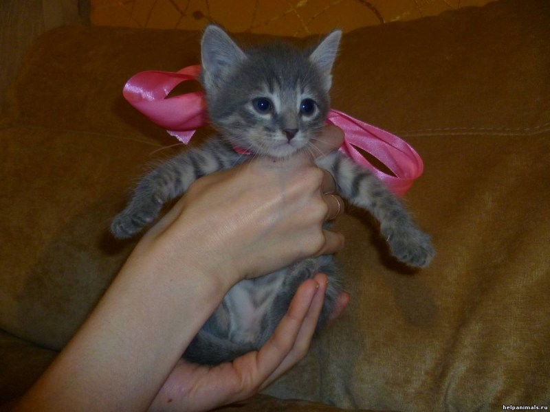 Смесь Сибирского кота со сфинкс котята