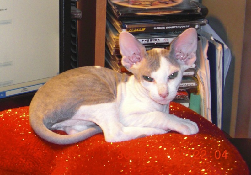 Это обычная кошечка кошка