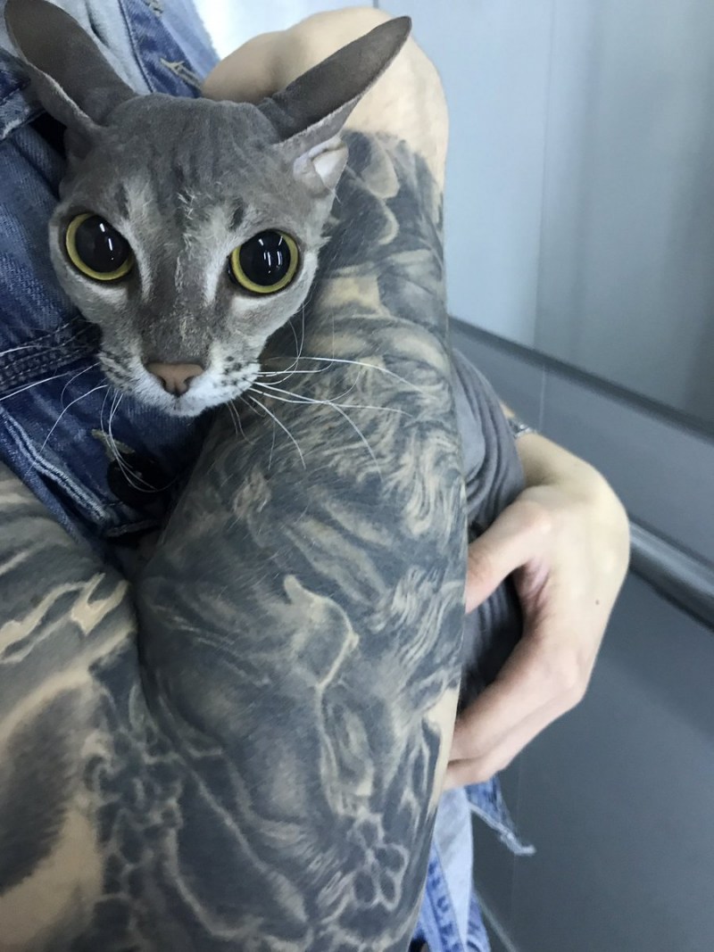 Кот сфинкс+британский