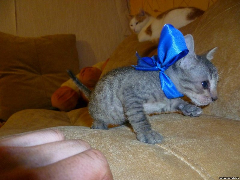 Котята сфинкса и обычной кошки