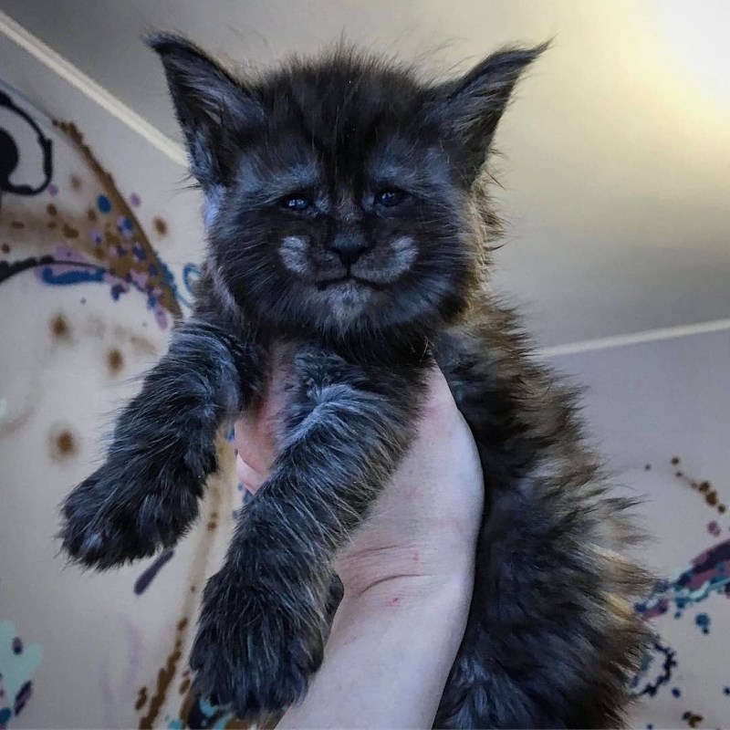 Котята метисы Мейн куна
