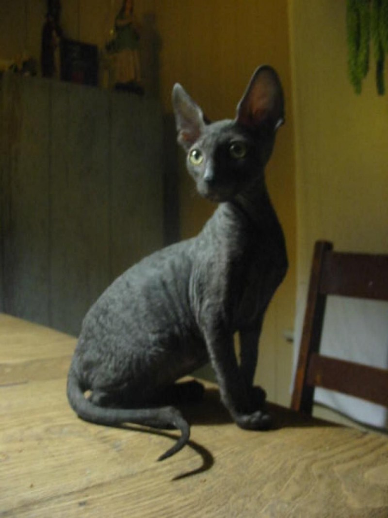 Сфинкс Корниш рекс