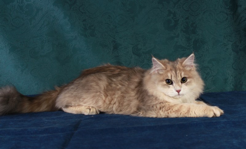 Кот Сибирский агути