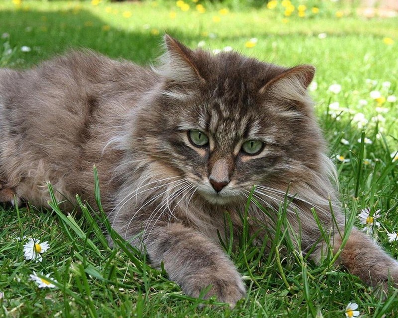 Сибирская кошка агути серая