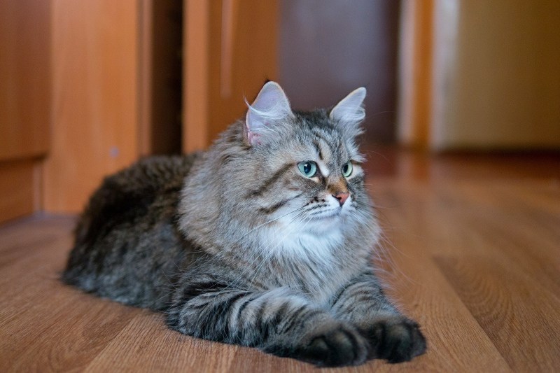 Сибирская кошка