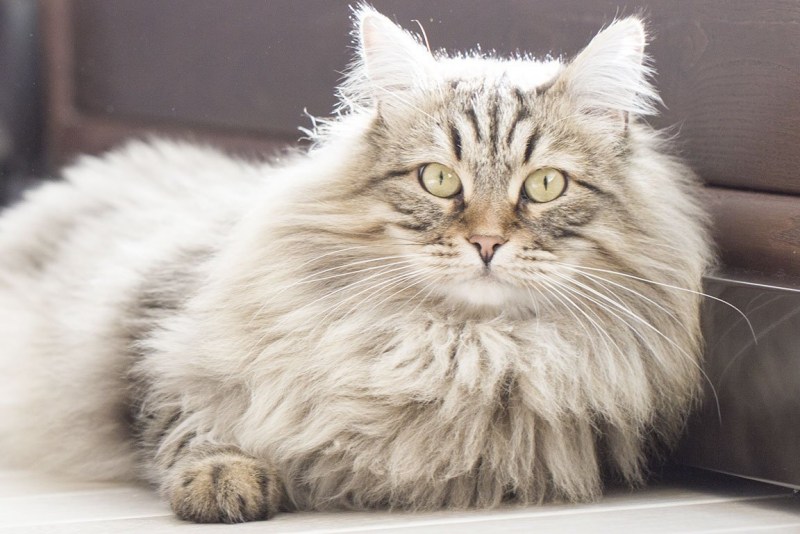 Сибирские крупные коты