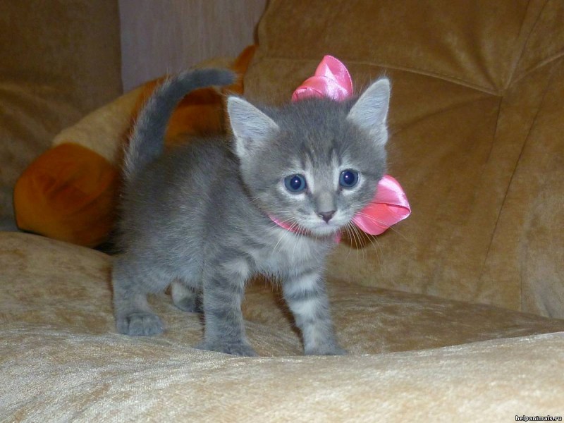 Серый гладкошерстный котенок