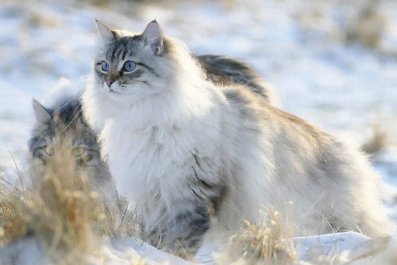 Сибирская полудлинношерстная кошка