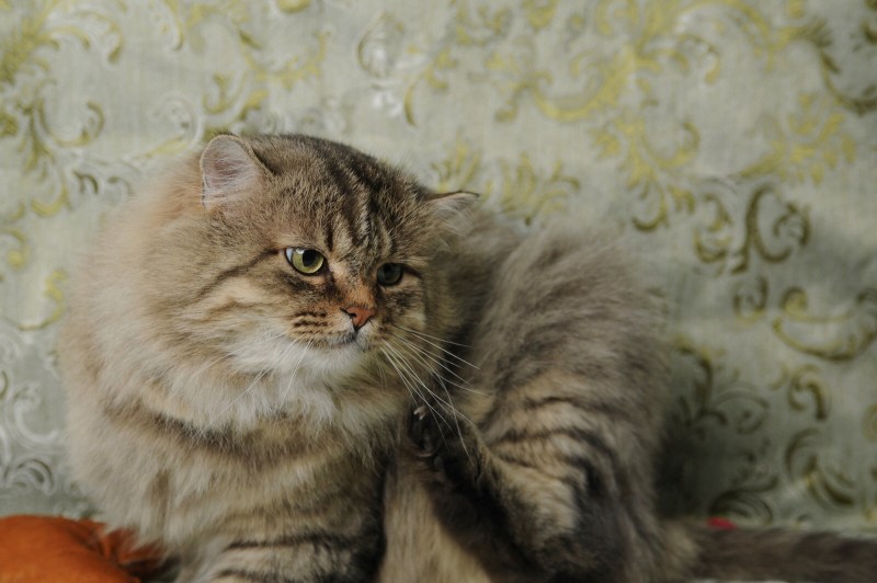 Сибирский длинношерстный кот