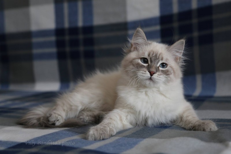Сибирский длинношерстный кот