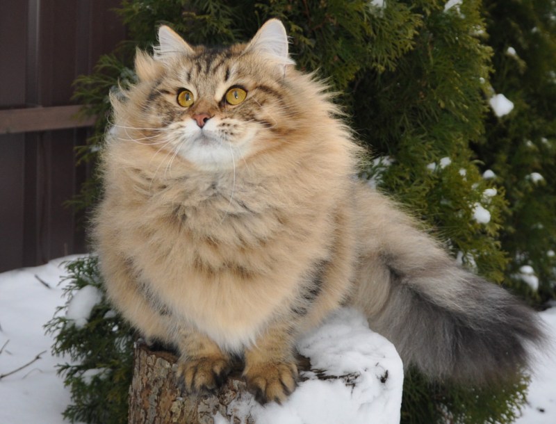 Сибирская кошка