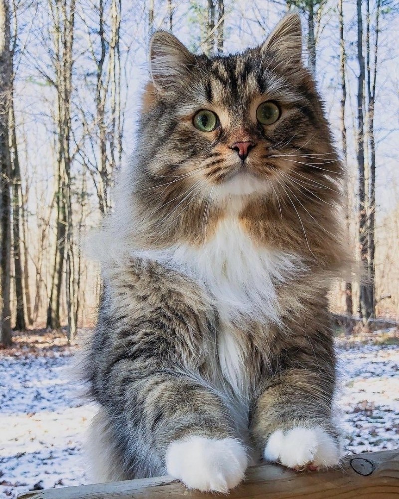 Сибирская кошка реклама
