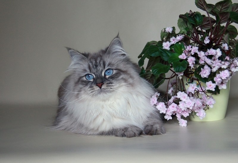 Кошка Сибирская шелковая