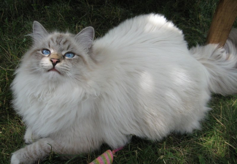 Сибирская кошка полосатая