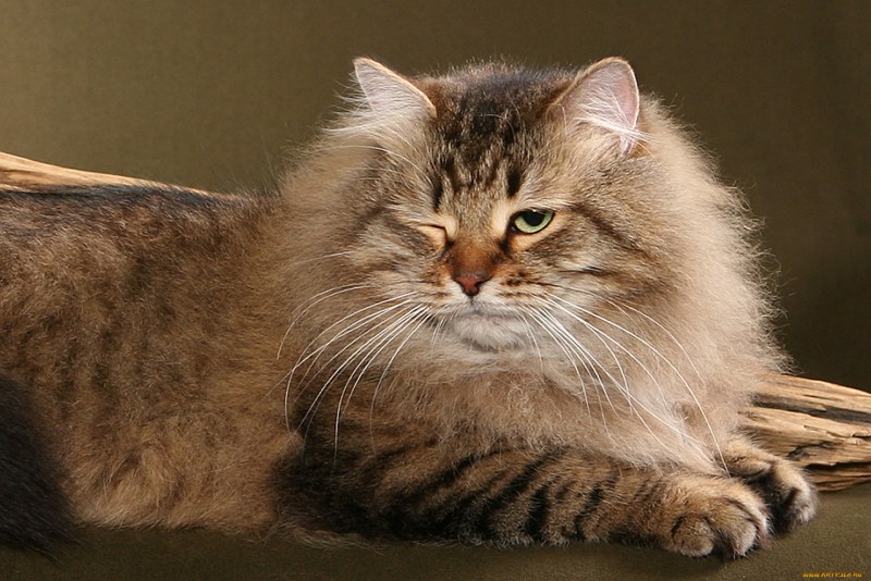 Сибирская кошка
