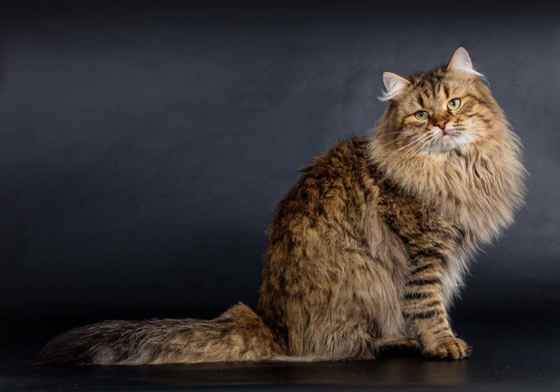 Сибирский Мао кот