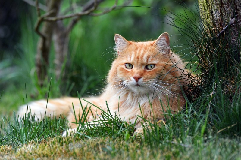 Сибирский длинношерстный кот белый