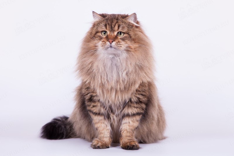 Сибирская кошка мраморный табби