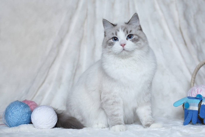 Сибирская кошка